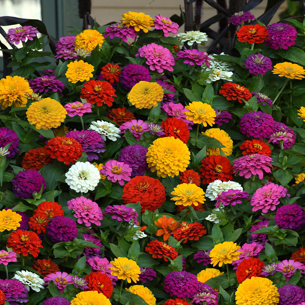 Zinnia Zesty Mix (Maxi Plugs) J Parker Dutch Bulbs