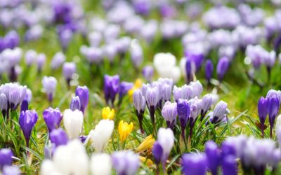 How to Plant Crocus Bulbs JParkers
