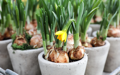 When to Grow Indoor Daffodils JParkers