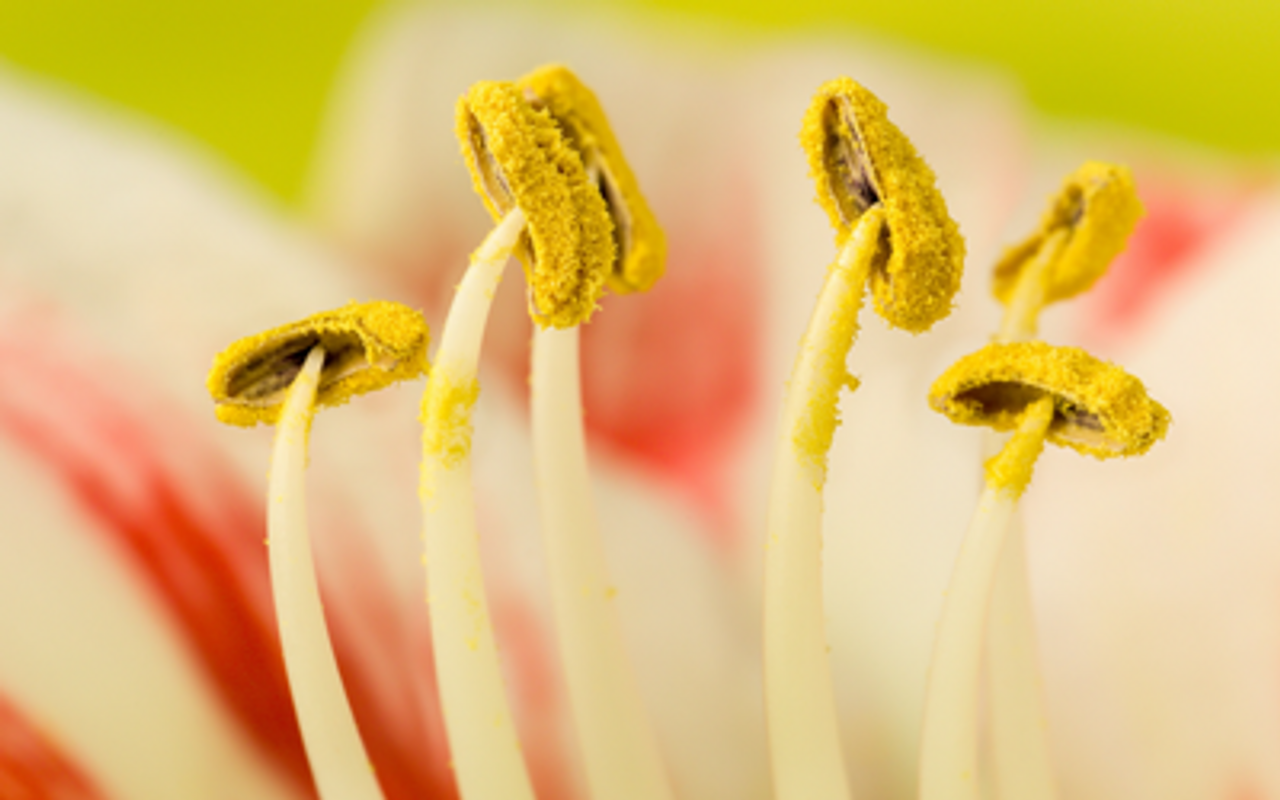 How to Grow Indoor Daffodils JParkers