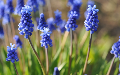 How to Plant Muscari JParkers