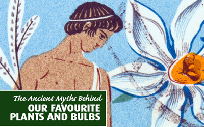 Flower Garden Stories Legendary Spring Flowering Bulbs and Plants