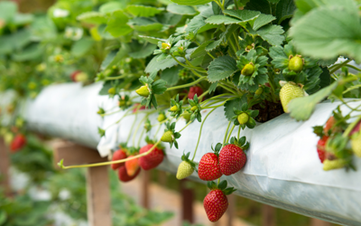How to Plant Strawberries JParkers