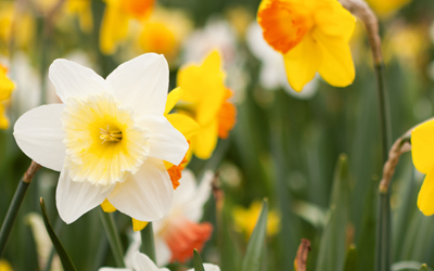 Spring bulbs for Shade JParkers