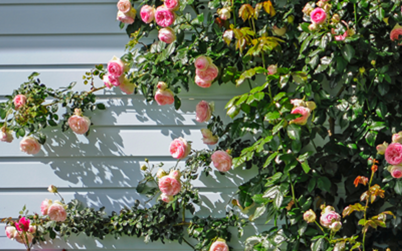 How to Train Climbers JParkers