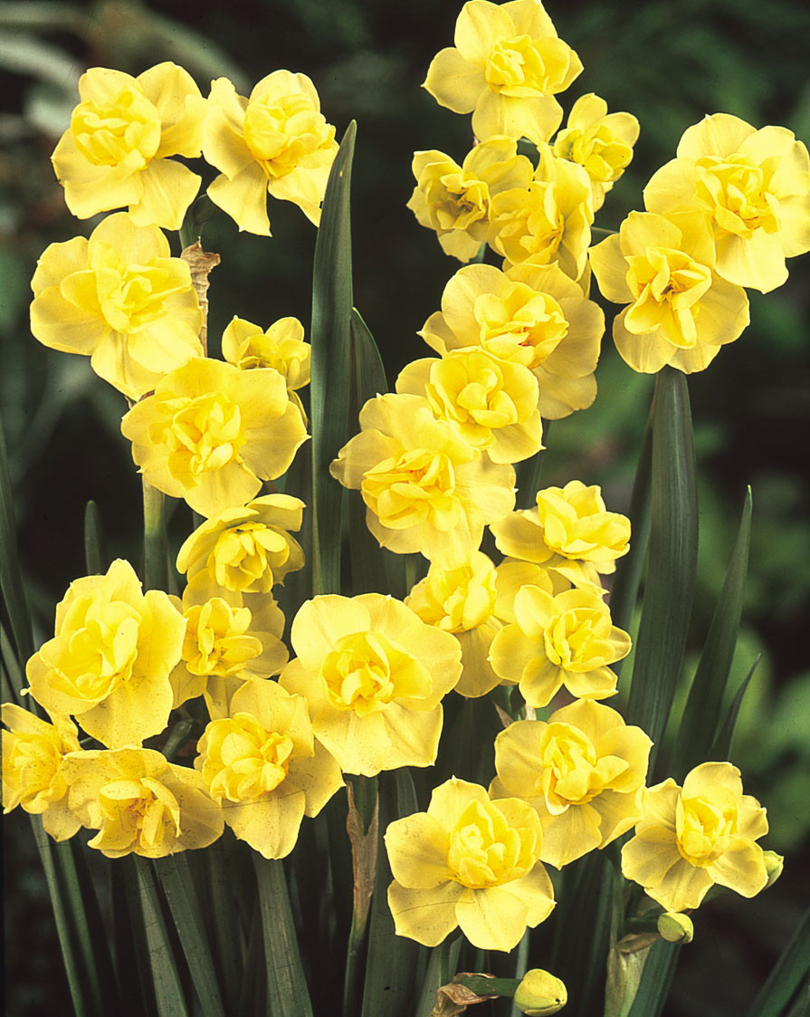 Buy Daffodil Yellow Cheerfulness Bulbs J Parker S