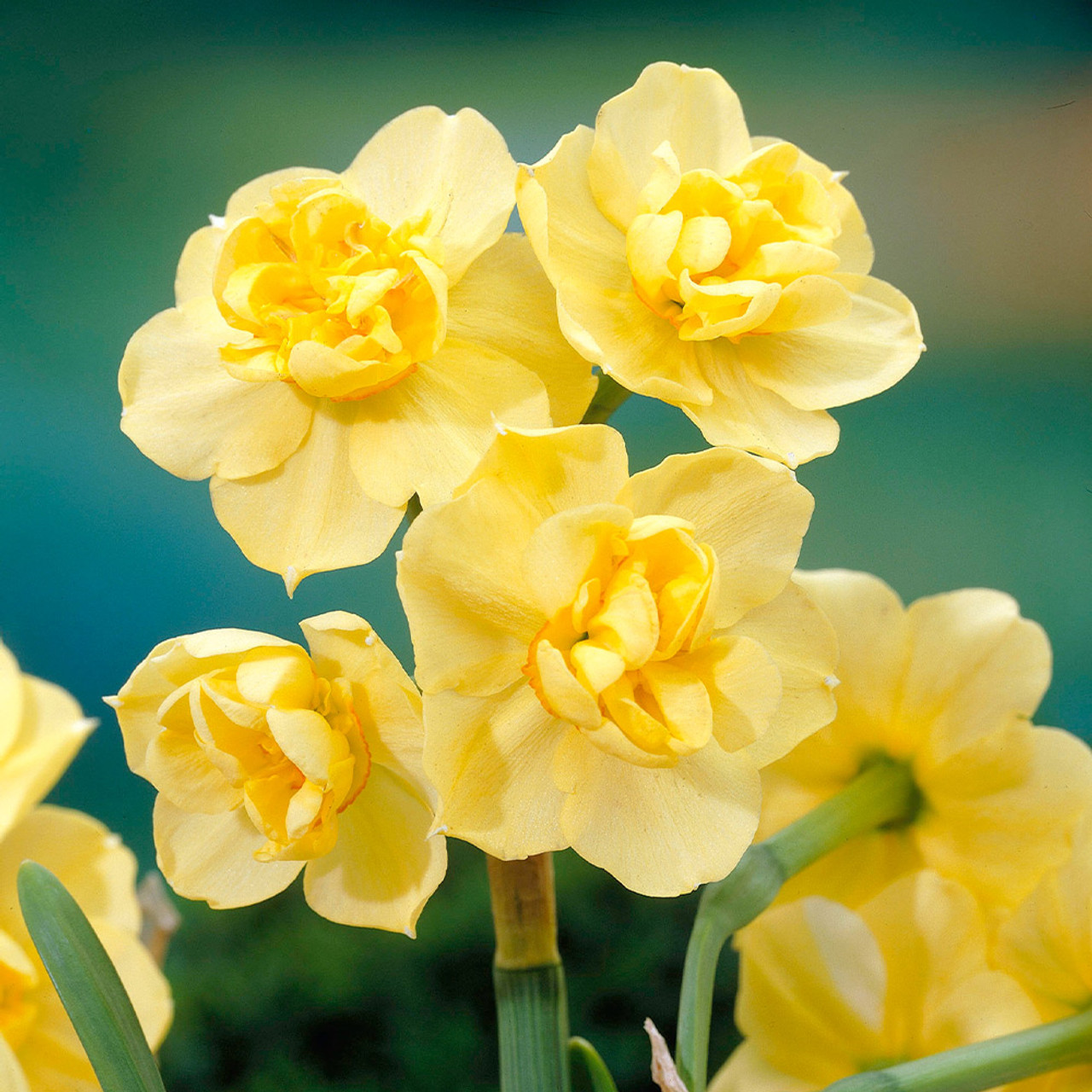 Buy Daffodil Yellow Cheerfulness Bulbs J Parker S