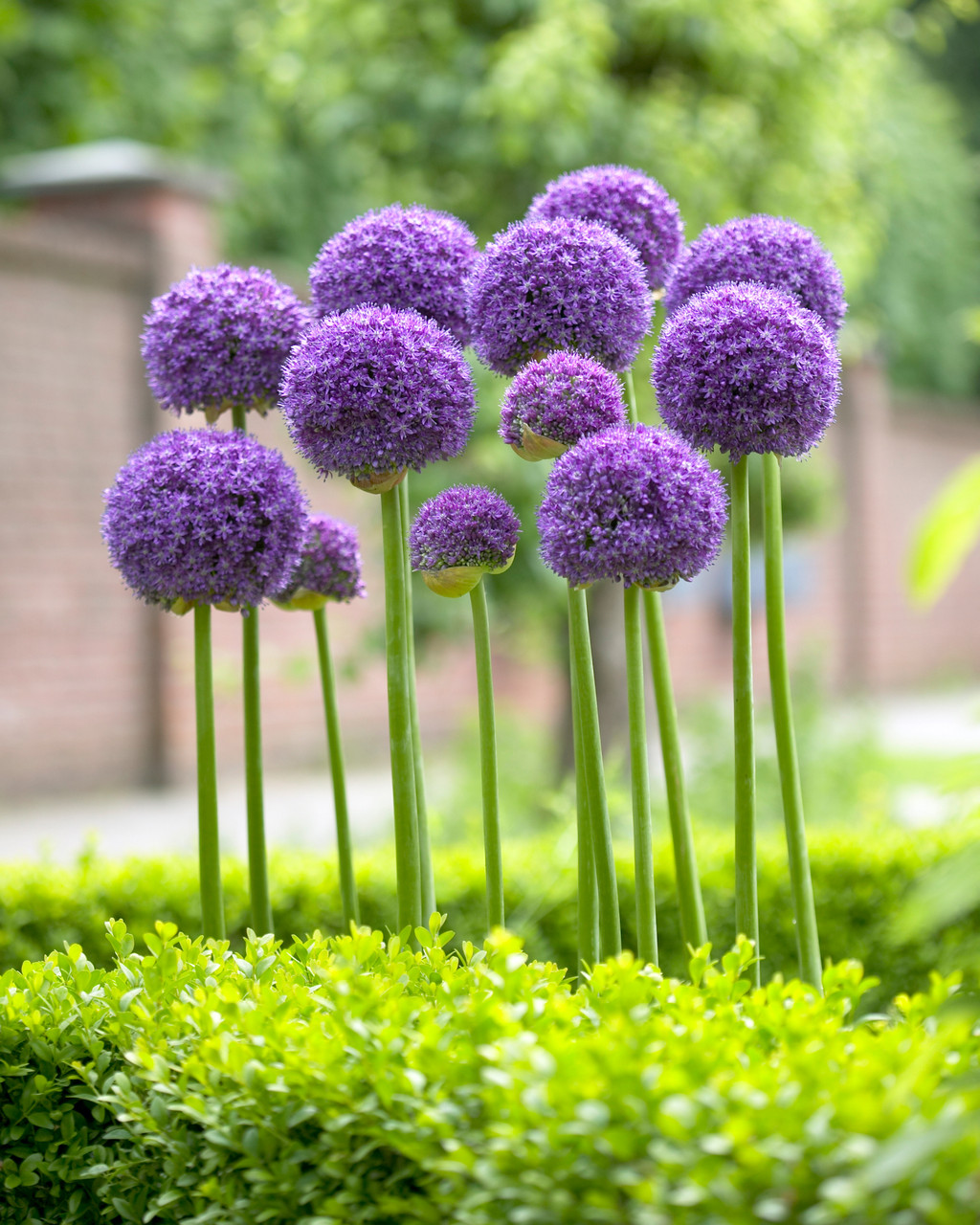 Buy Allium Gladiator Bulbs | J Parker Dutch Bulbs