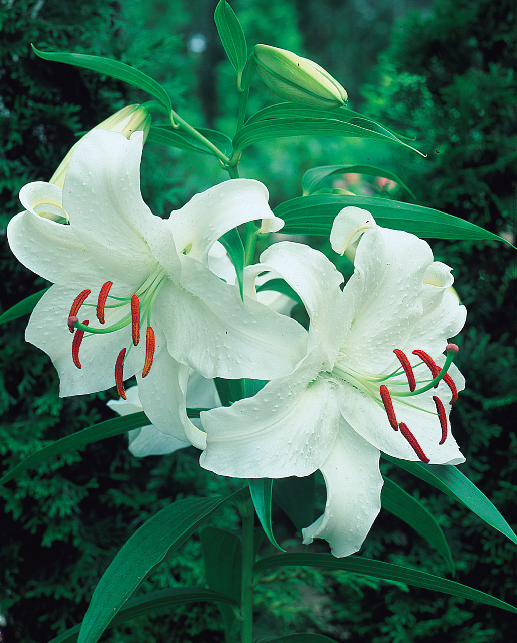 Buy Lilium Casa Blanca at jparkers.co.uk