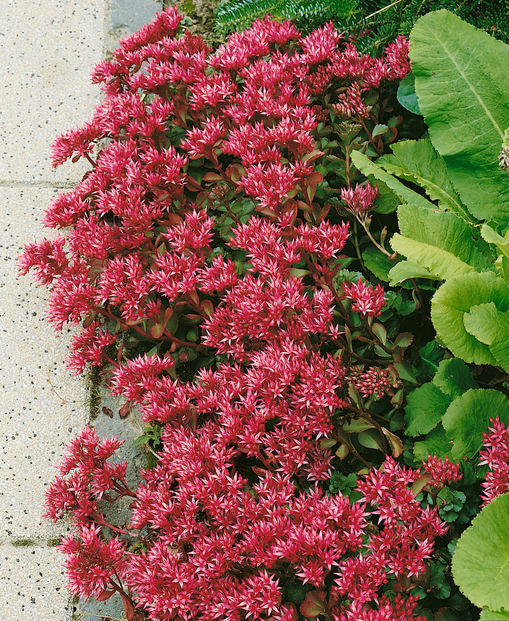 Buy Sedum Stonecrop Spurium J Parker s Dutch Bulbs buy-sedum-stonecrop-spurium-j-parker-s-dutch-bulbs