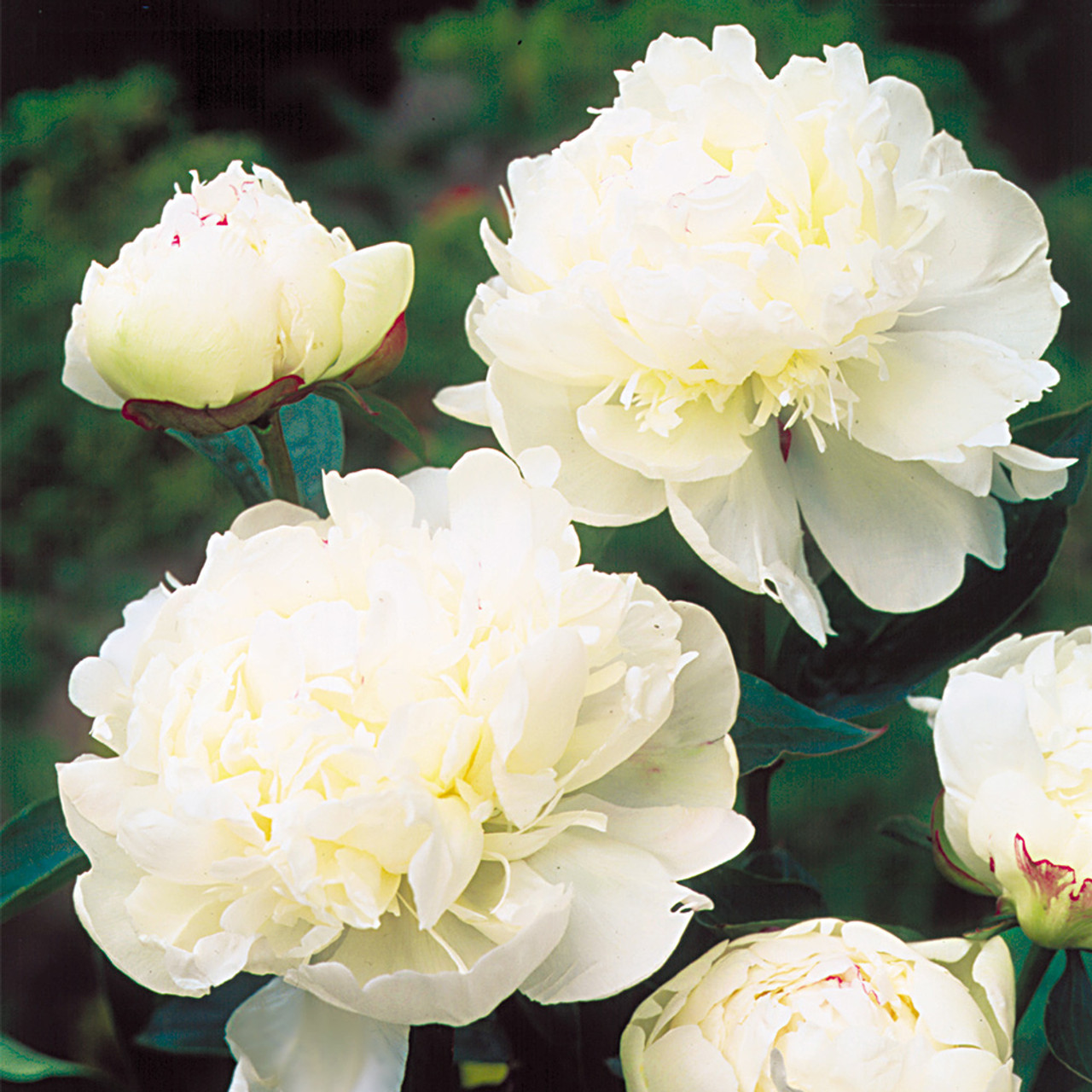 Peony Alba Plena | J Parker Dutch Bulbs