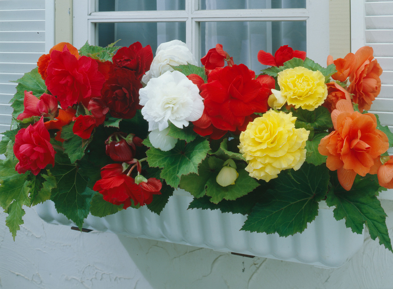 Begonia Exhibition Size Double Mixed | J Parker Dutch Bulbs