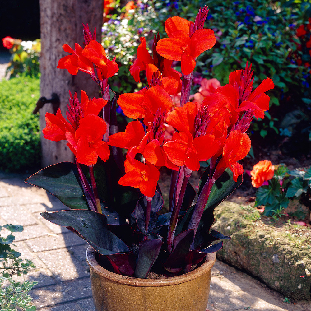 Canna Triomphe | J Parker Dutch Bulbs