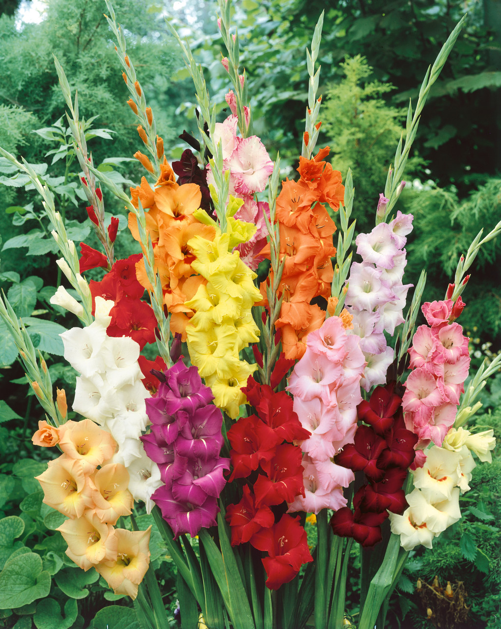 Gladioli Large Flowering Mixed (10/12cm) J Parker Dutch Bulbs