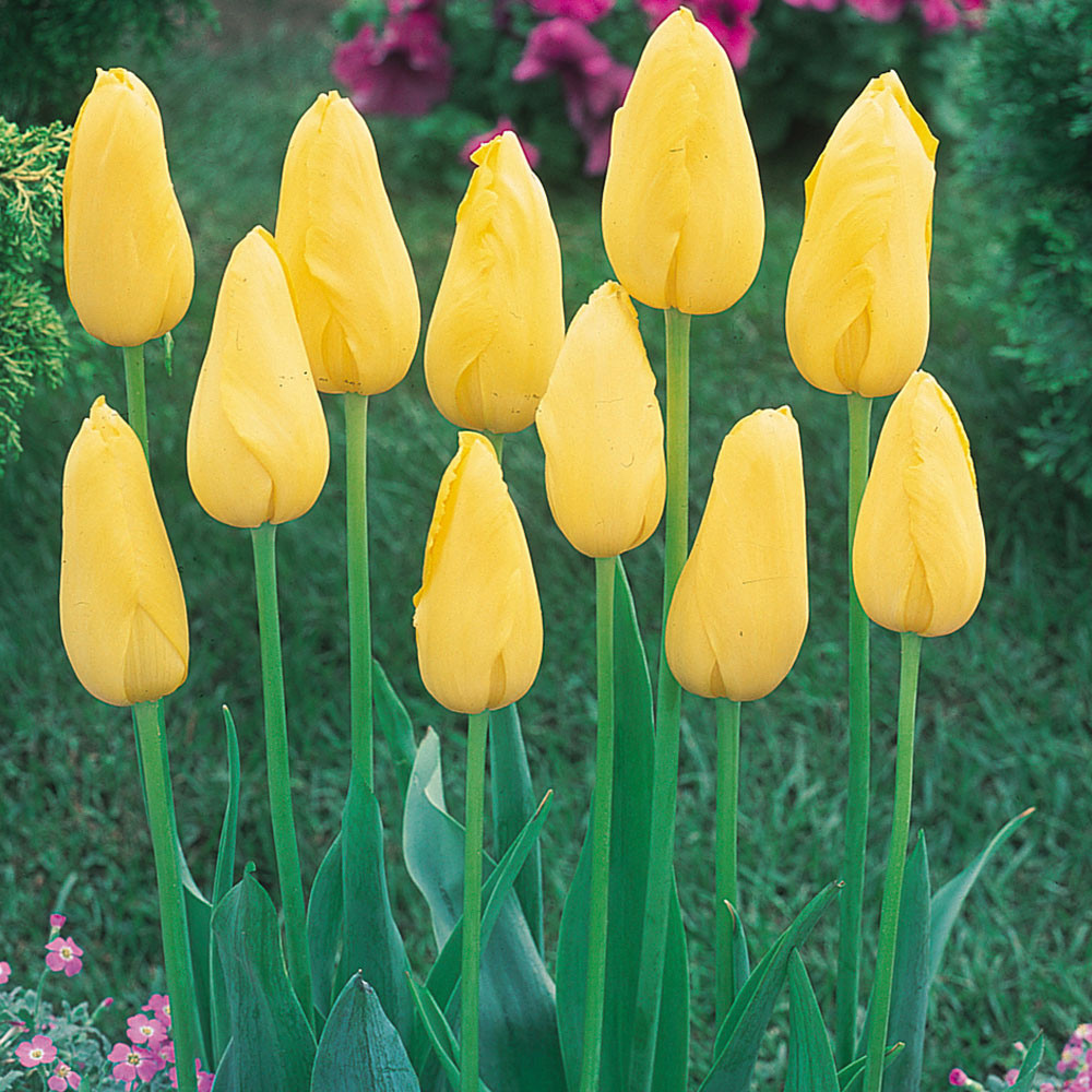 Buy Tulip Mrs John T Scheepers at jparkers.co.uk