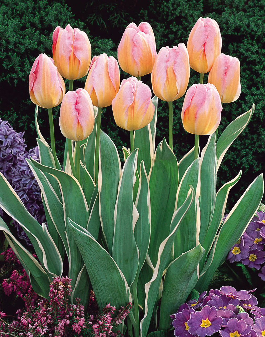 Tulip New Design J Parker Dutch Bulbs