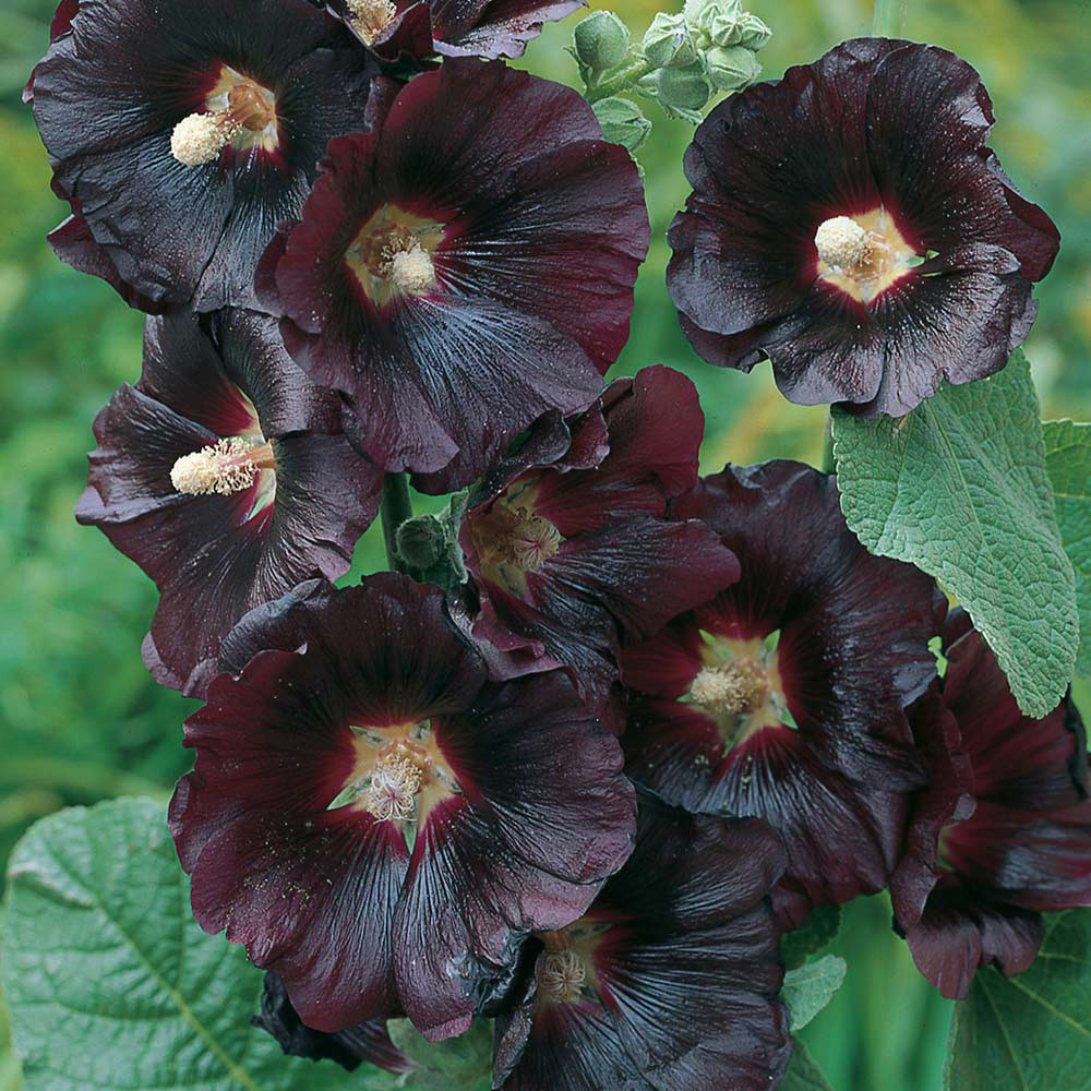Black Hollyhock (Alcea) | J Parker Dutch Bulbs