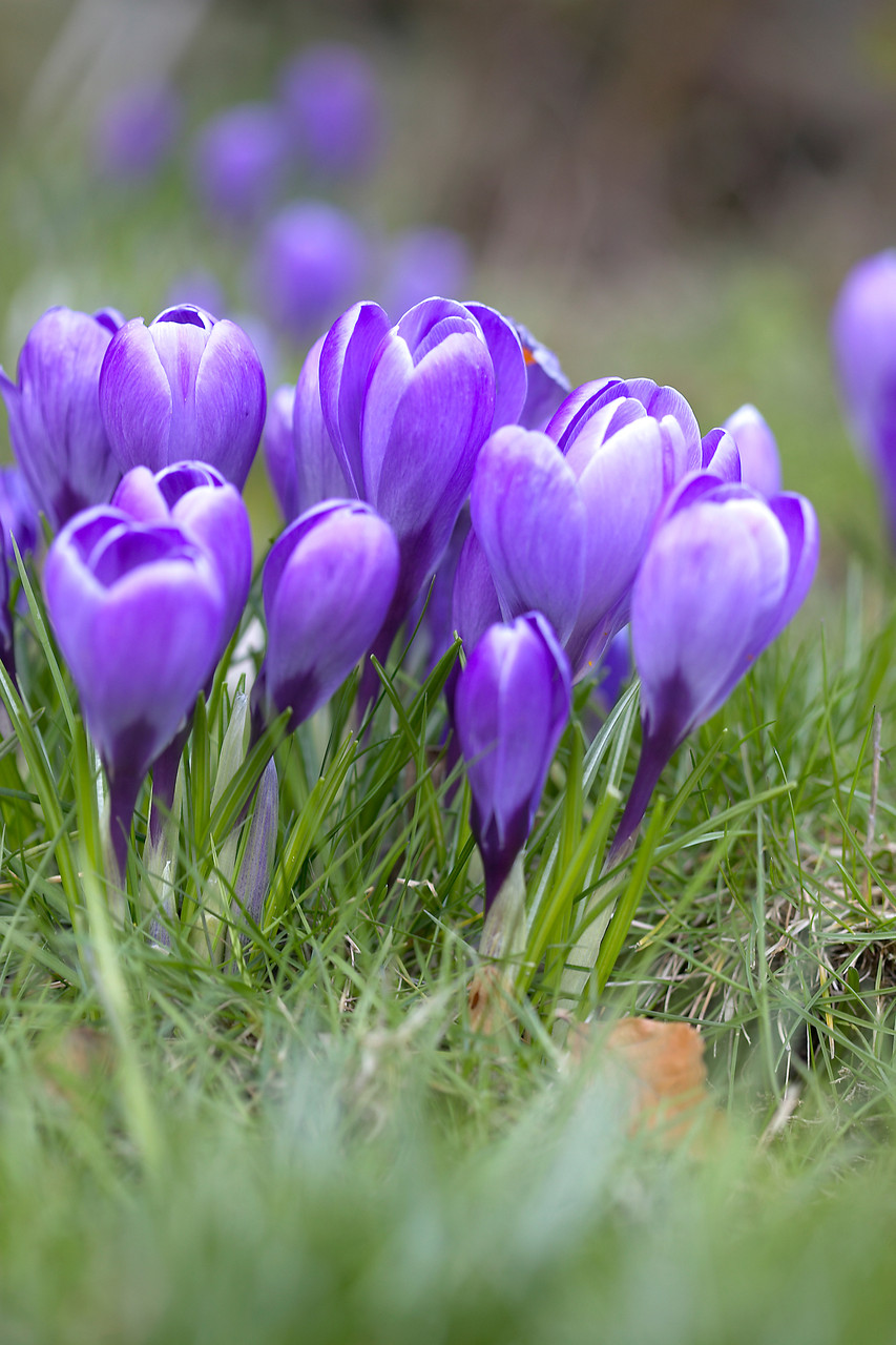 Crocus Grand Maitre | J Parker Dutch Bulbs