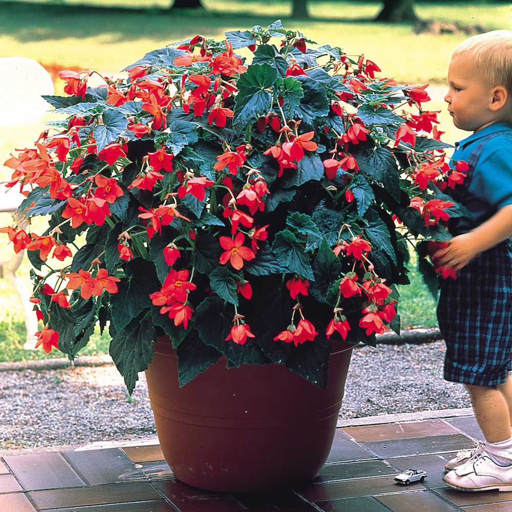 Begonia Upright Double Bertini 3 Tubers 6 7cm Longfield Gardens