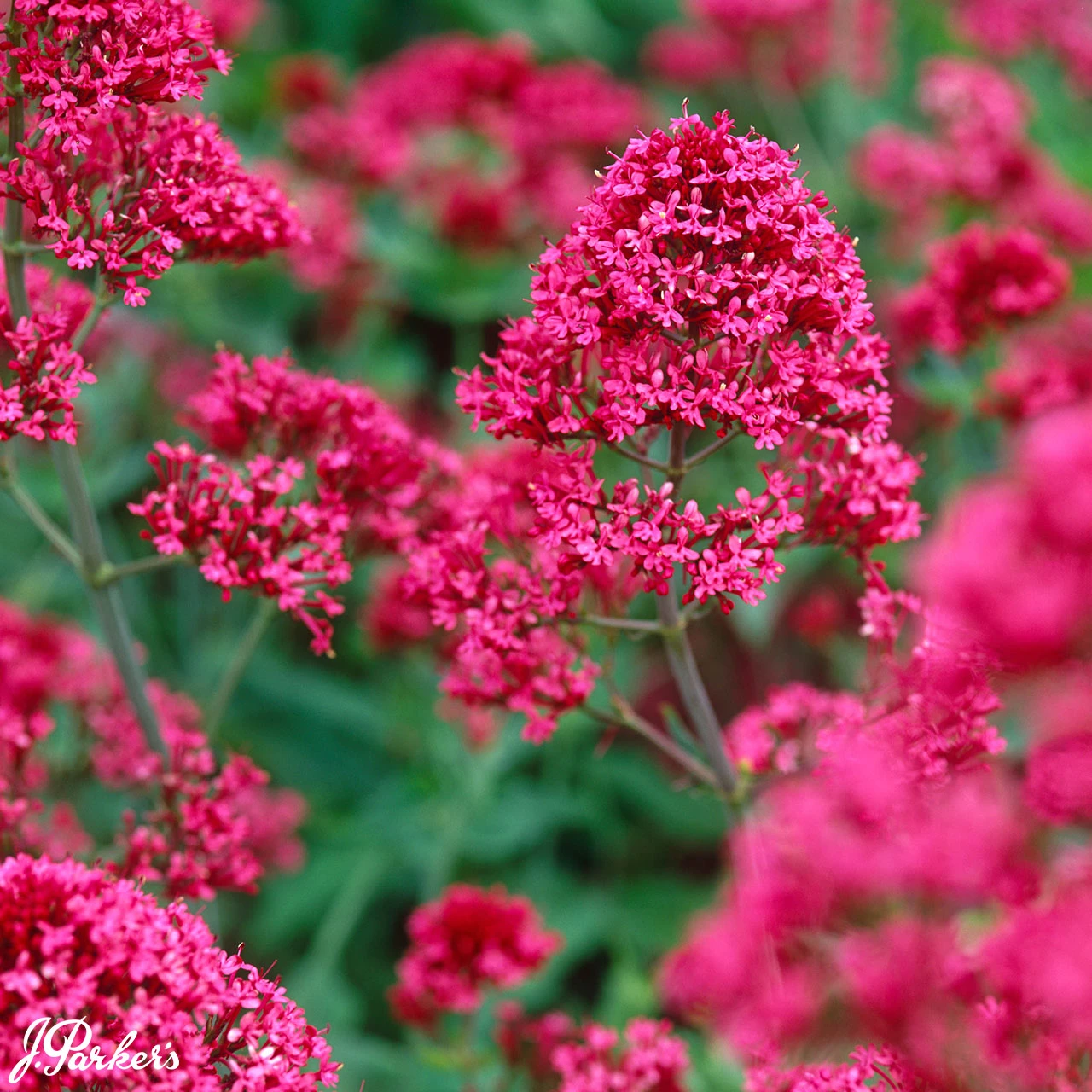Centrancus Ruber Centranthus ruber coccineus | J Parker Dutch Bulbs