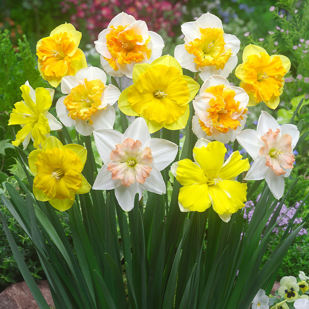 Narcissuss Orchid Mix | Daffodil Orchid Mix | J.Parker's