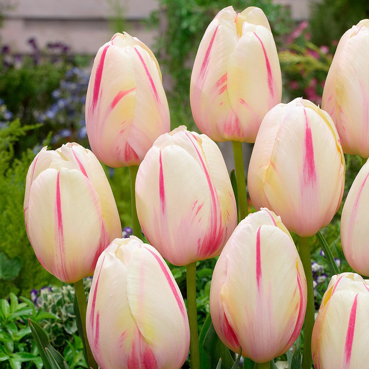 Buy Tulip Camargue | J Parker Dutch Bulbs