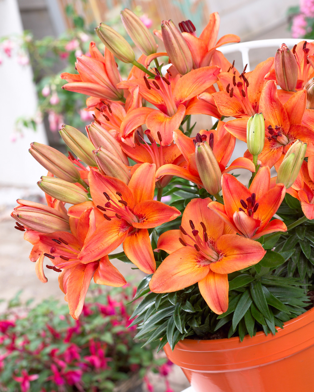 Buy Lily Abbervilles Pride Bulbs | J Parker Dutch Bulbs