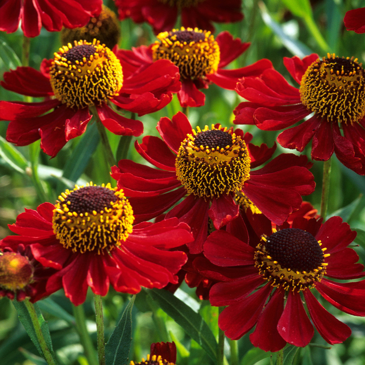 linse erfaring Trække ud Buy Helenium Helena Red at jparkers.co.uk