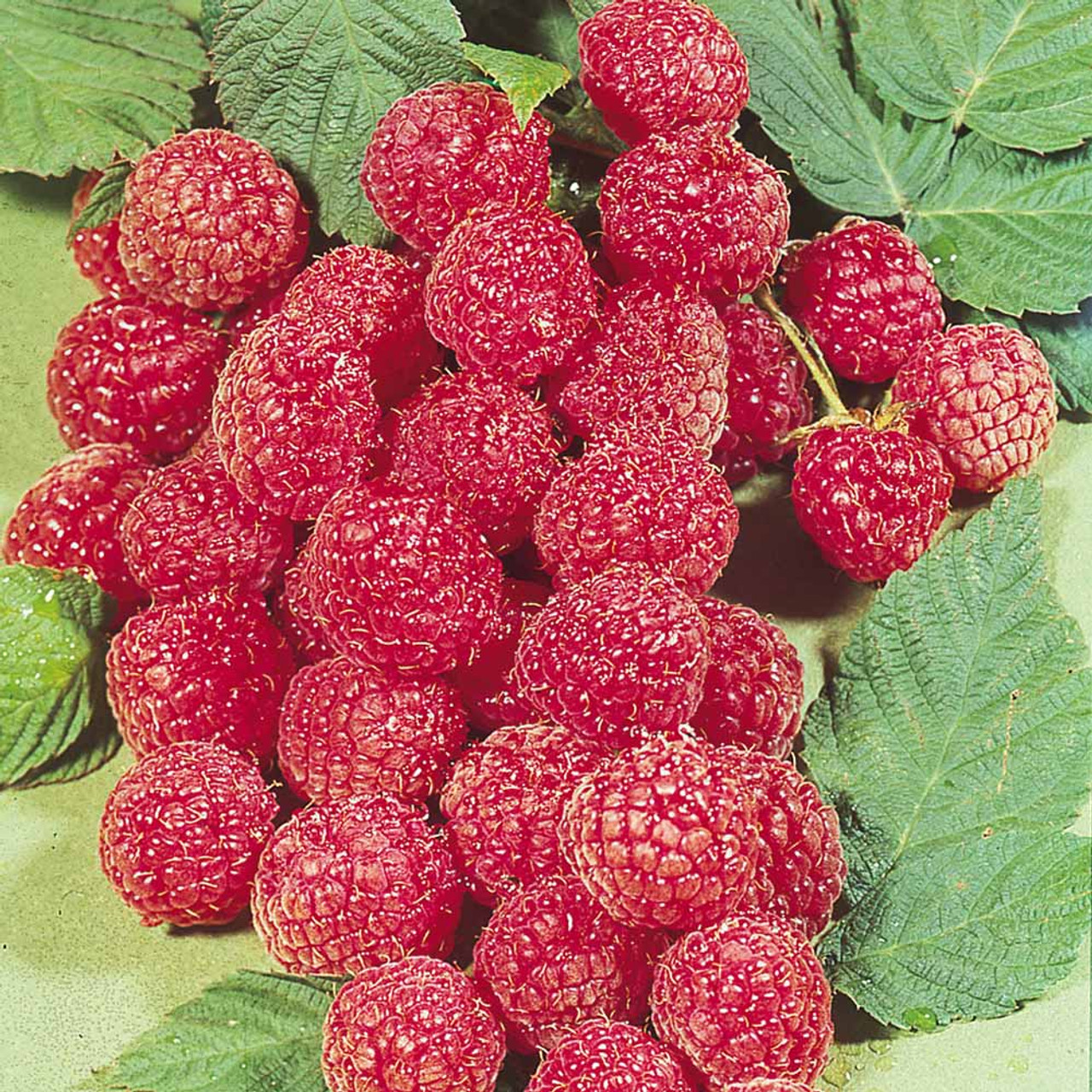 6 x Raspberry Canes with bare roots. Garden Fruit Plant. Rasberry. Glen  Ample