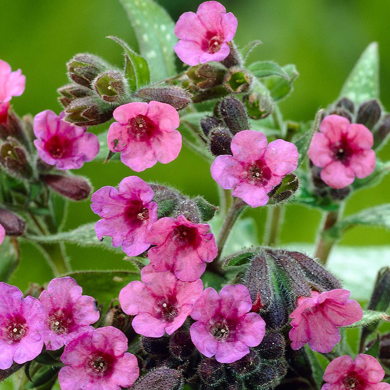 Shop Pulmonaria (Lungwort) Pink Dawn | J. Parker's Dutch Bulbs