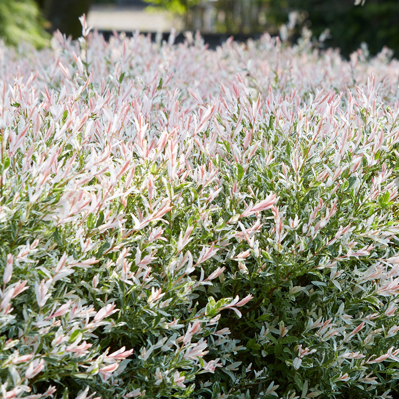 Salix integra Hakuro Nishiki J. Parker's