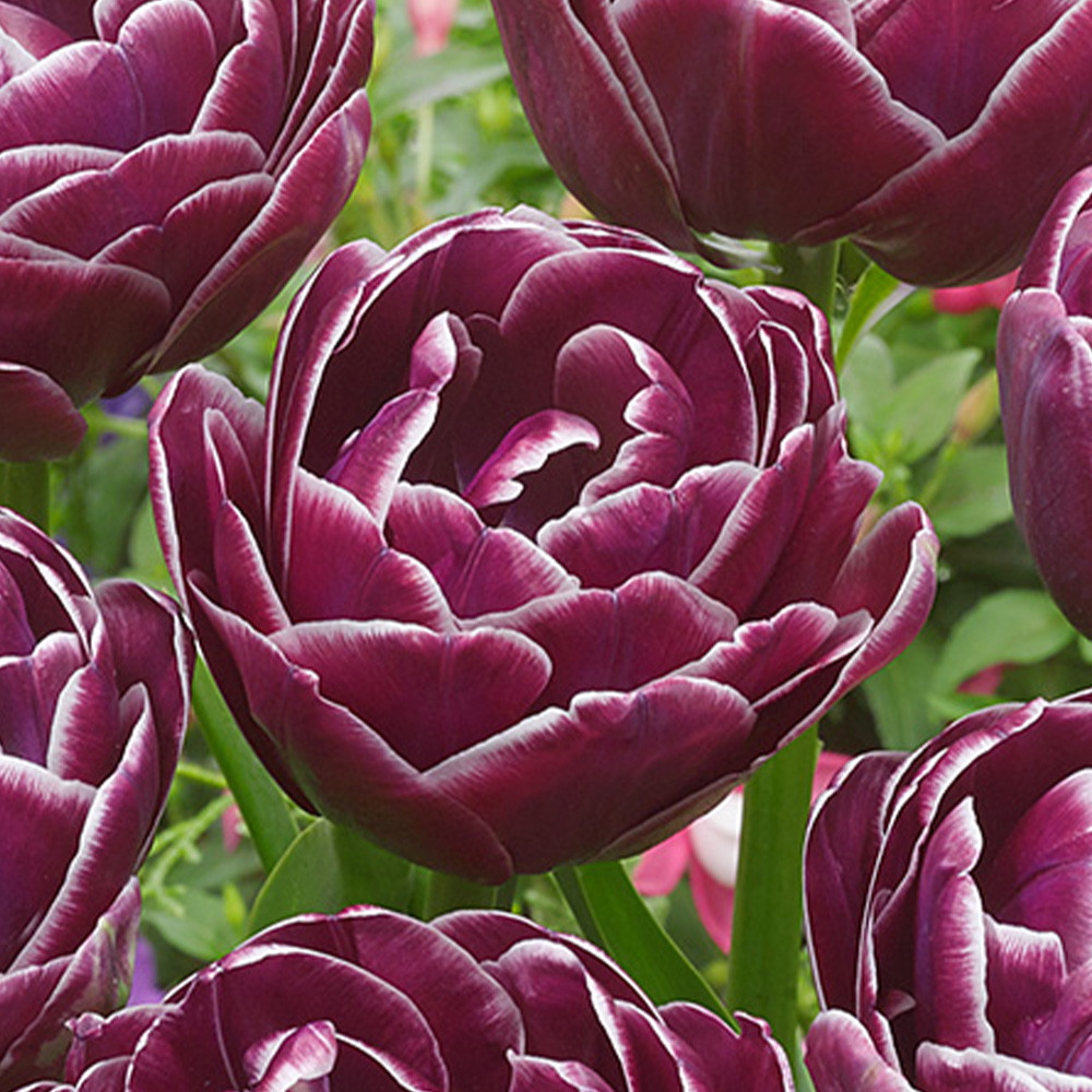 Buy Tulip Dream Touch - J Parker Dutch Bulbs