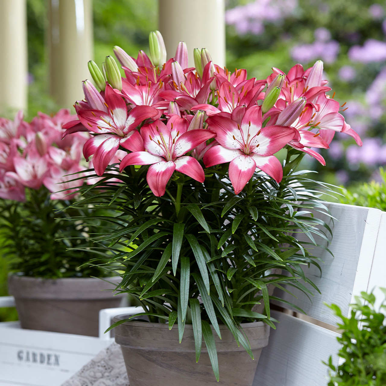 Lily Perfect Joy | J Parker Dutch Bulbs