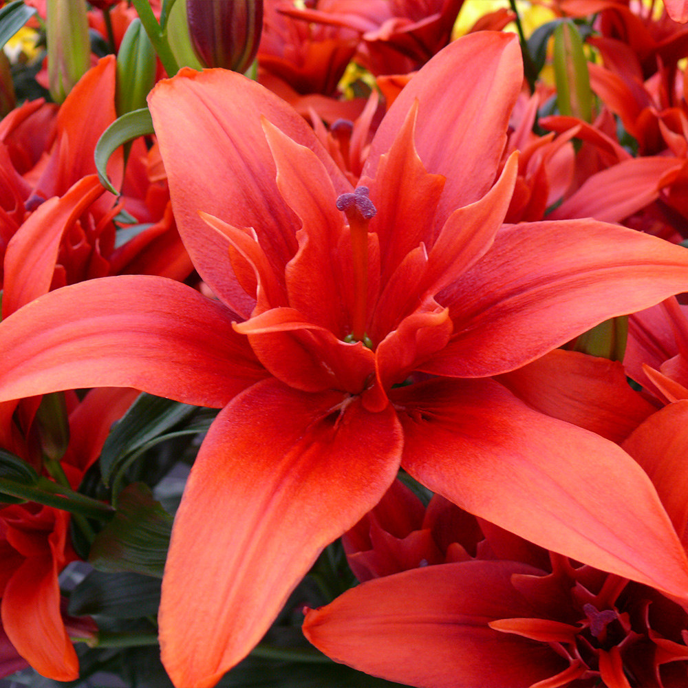 Buy Lily Red Twin - J Parker Dutch Bulbs