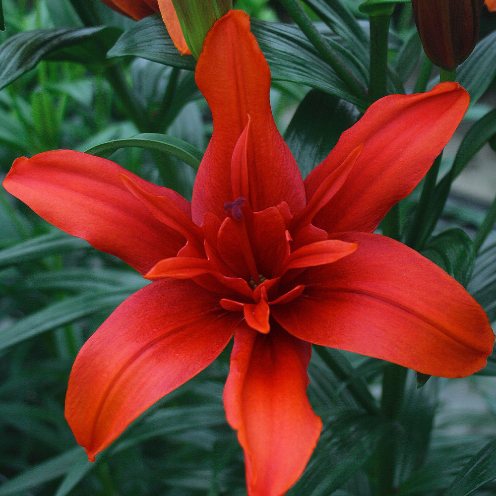Buy Lily Red Twin - J Parker Dutch Bulbs