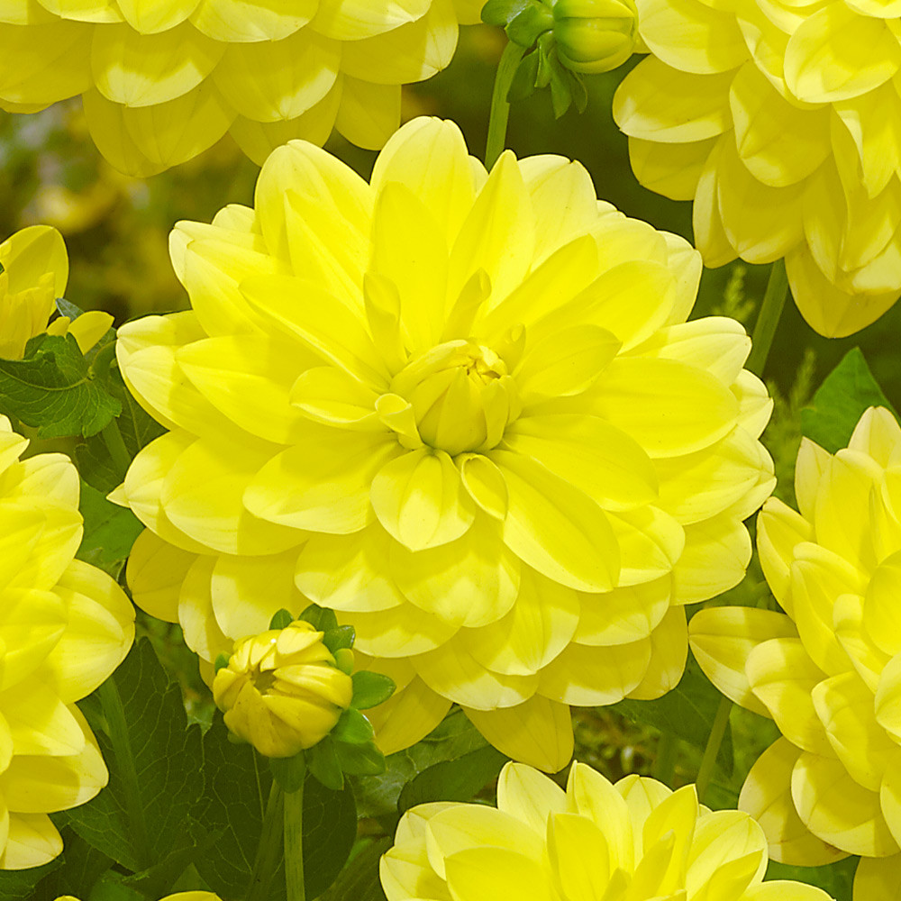 Dahlia Sunlady | J Parker Dutch Bulbs