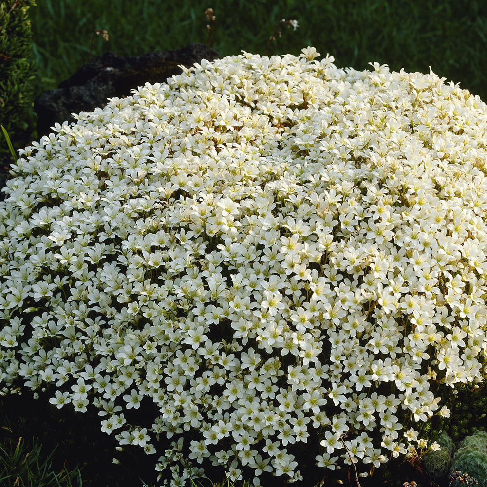 Shop Saxifraga arendsii Schneeteppich (White) | J. Parker's