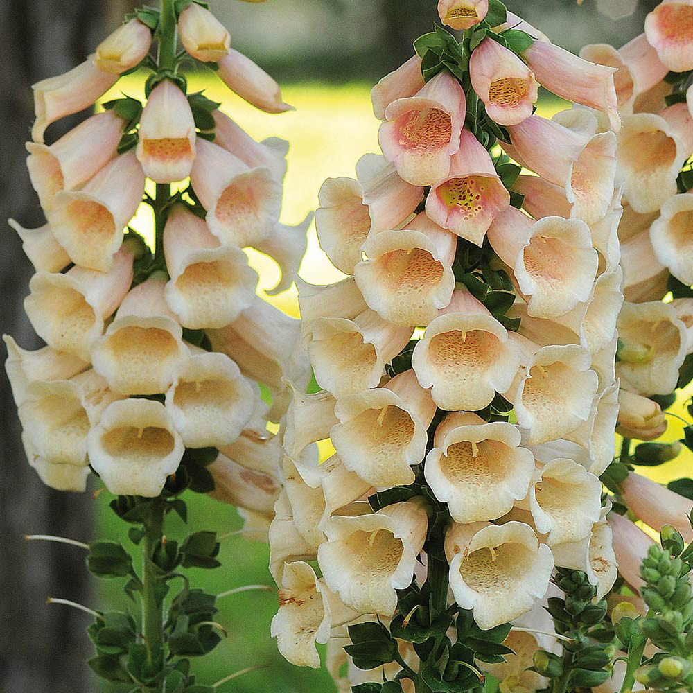 Digitalis Hardy Apricot Beauty J Parker Dutch Bulbs