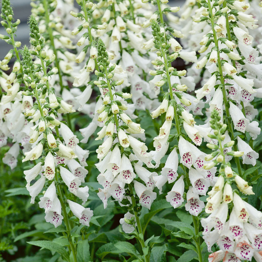 Shop Digitalis Snow Thimble J. Parker's Dutch Bulbs