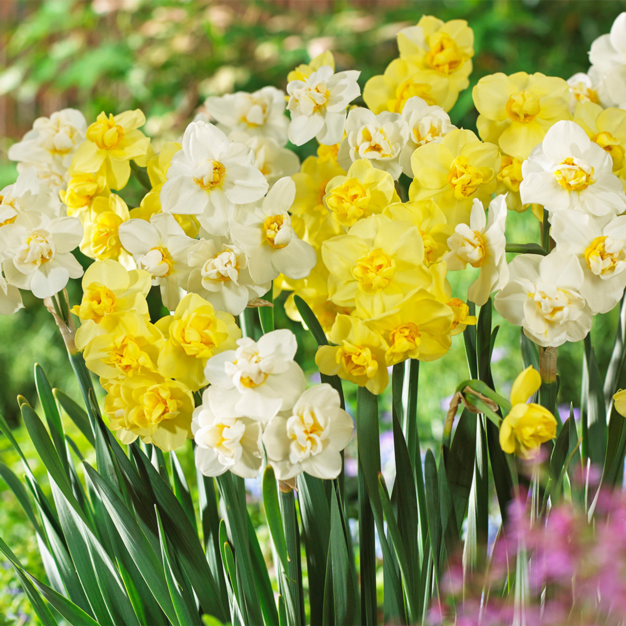 Daffodil Cheerfulness Mixed J Parker Dutch Bulbs