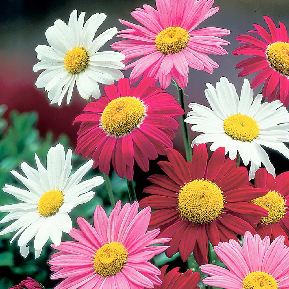 Pyrethrum White | J Parker Dutch Bulbs