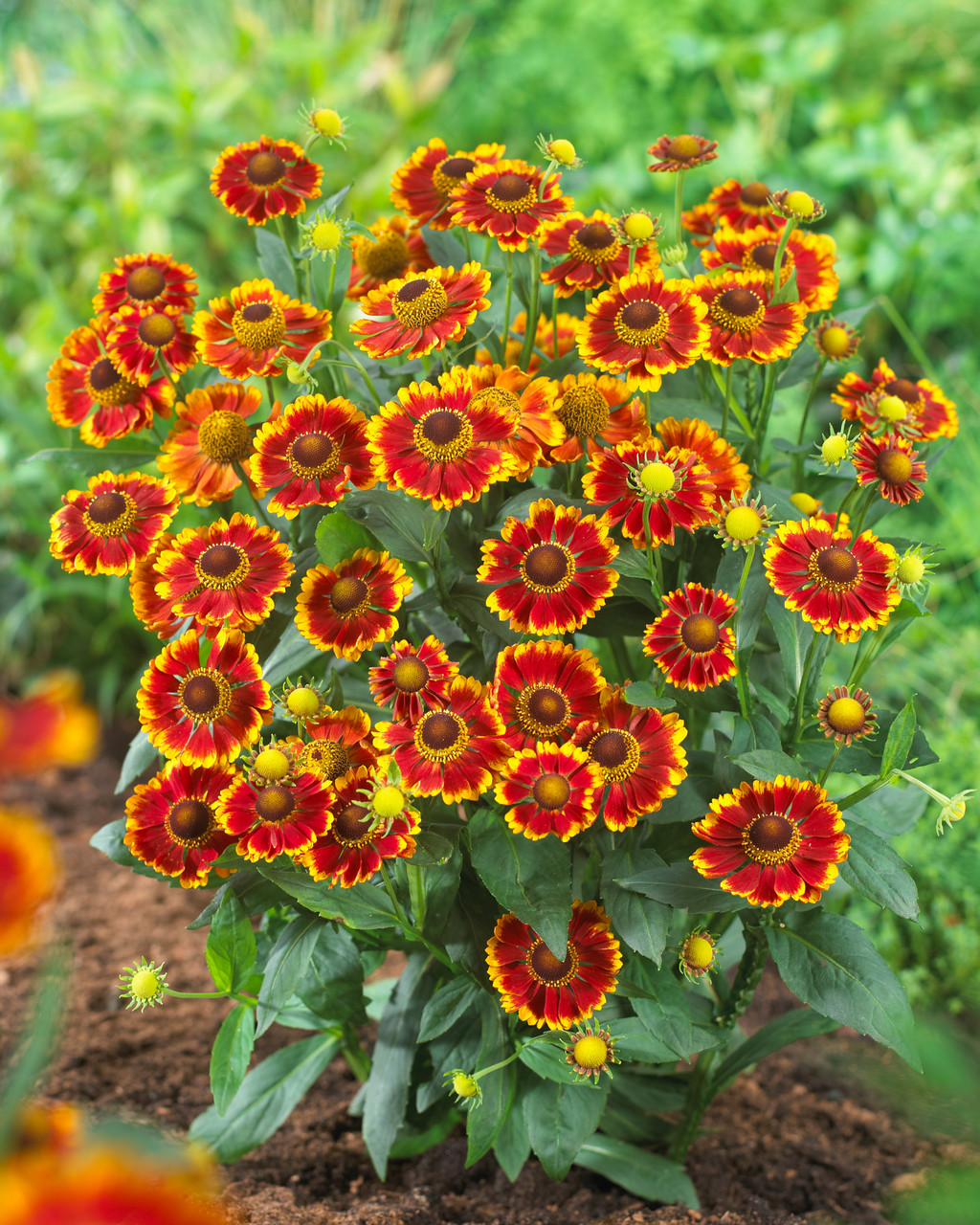 Helenium Zorro Bicolor Shades (Power-Module) | J Parker Dutch Bulbs