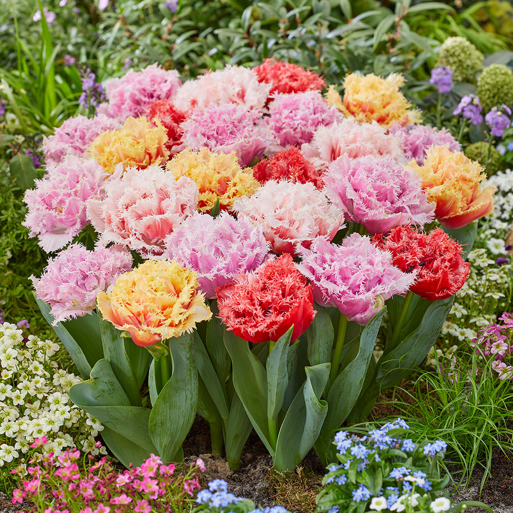 その他 tulip Buy Tulip Double Fringed Mixed at jparkers.co.uk