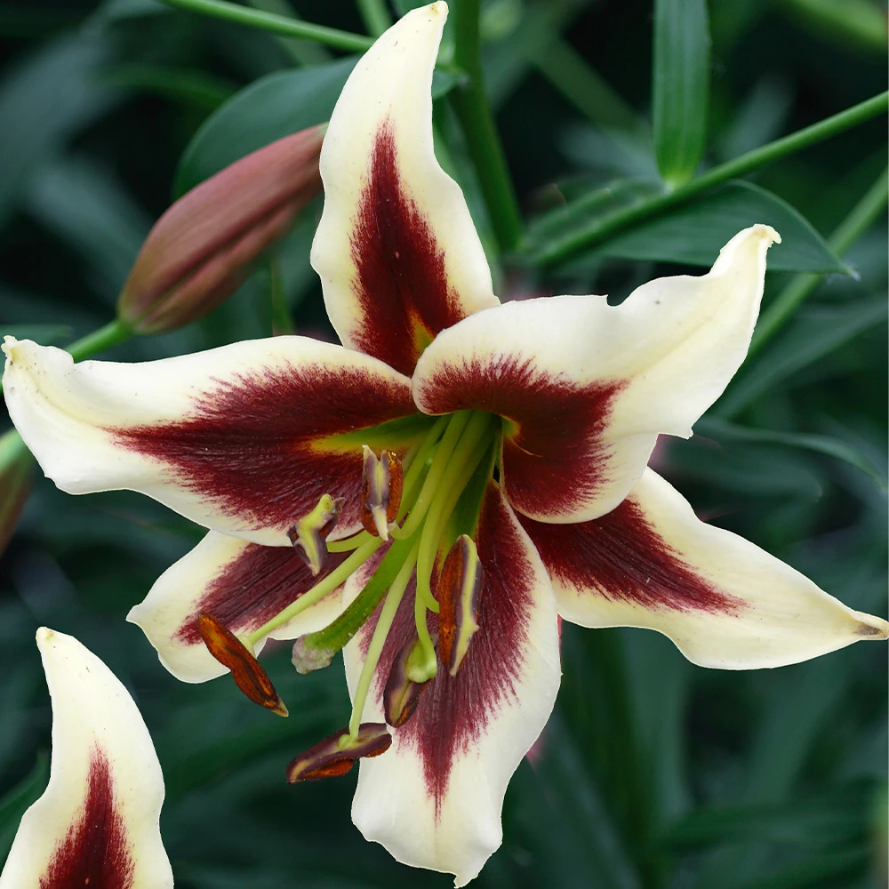 Lilium Beverly Dreams | J Parker Dutch Bulbs