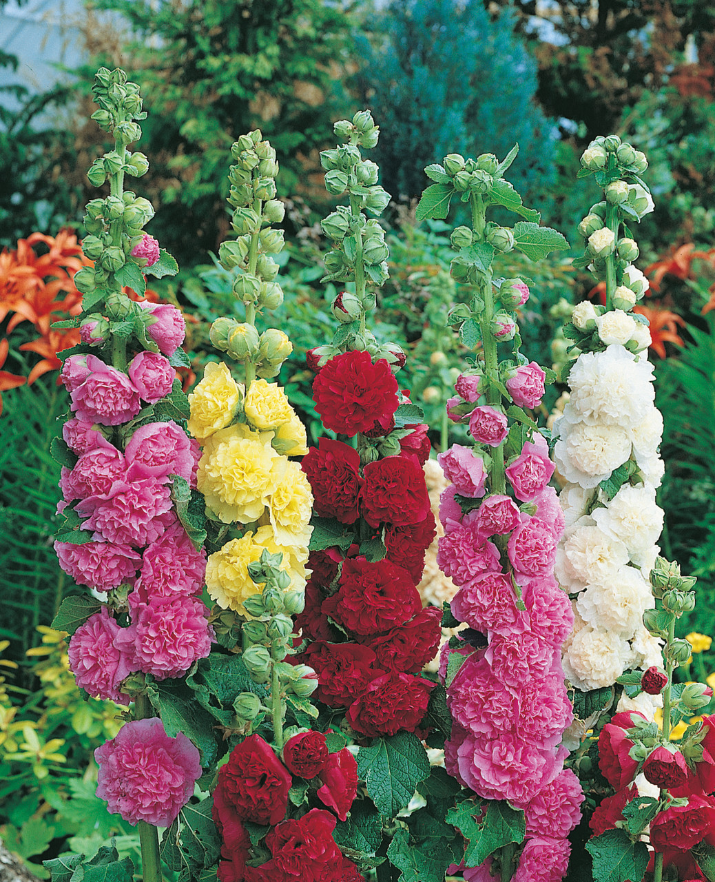 Hollyhocks Mixed (7cm Modules) | J Parker Dutch Bulbs
