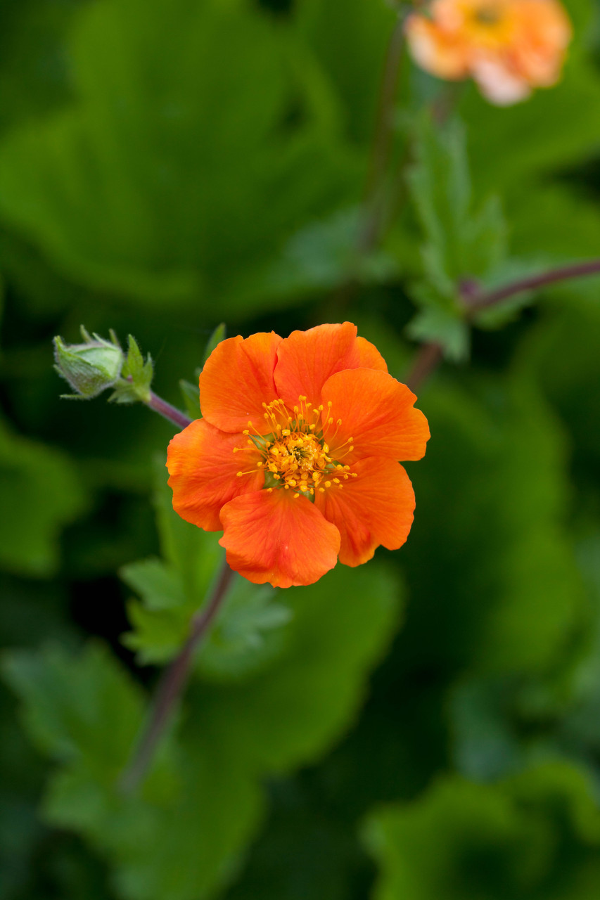 Geum Koi - JParkers