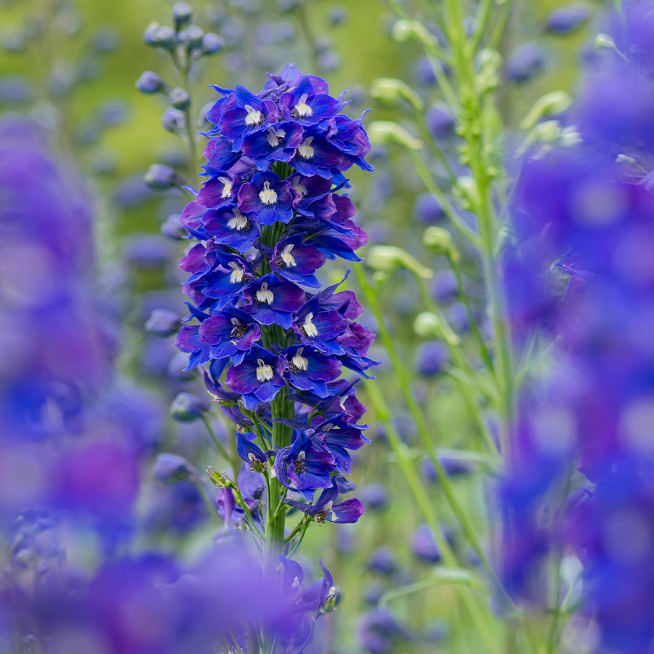 Buy Delphinium King Arthur at jparkers.co.uk