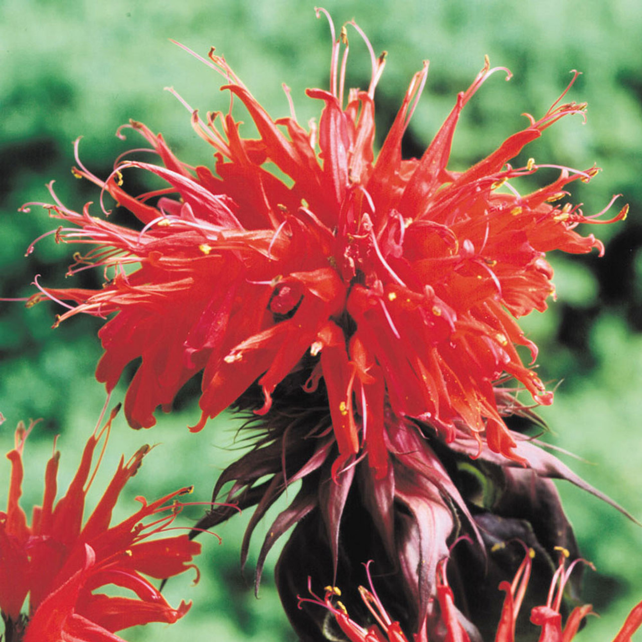 Buy Red (Bee Balm)| J Parker Dutch Bulbs