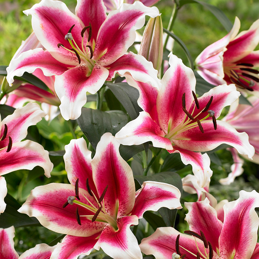 Lily Lakeside Beloved | J Parker Dutch Bulbs