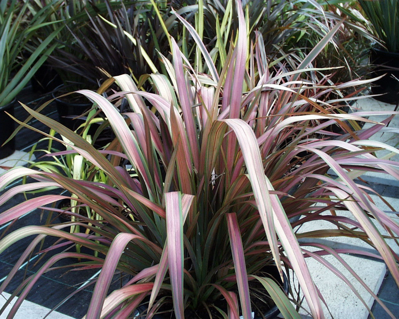 broom corn plant Mixed Colors Sorghum Broomcorn main image 1